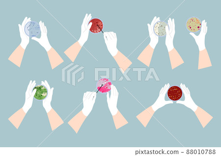 Scientist's hand in glove holding Petri dish, plate with agar, bacterial colony. Bacteriology. Microbiology. Laboratory test, bacteriological swab, chemical analysis. Vector flat cartoon illustration Scientist's hand in glove holding Petri dish, plate with agar, bacterial colony. Bacteriology. Microbiology. Laboratory test, bacteriological swab, chemical analysis. Vector flat cartoon illustration 88010788