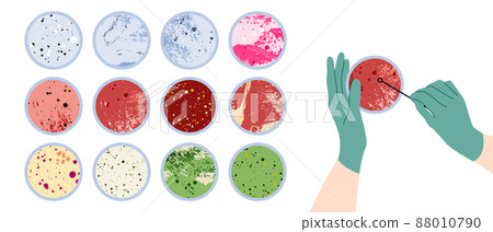Scientist's hand in glove holding Petri dish, plate with agar, bacterial colony. Bacteriology. Microbiology. Laboratory test, bacteriological swab, chemical analysis. Vector flat cartoon illustration Scientist's hand in glove holding Petri dish, plate with agar, bacterial colony. Bacteriology. Microbiology. Laboratory test, bacteriological swab, chemical analysis. Vector flat cartoon illustration 88010790