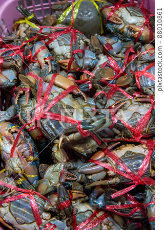 Fresh crabs in seafood market. arthropod phylum.  88010861