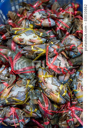 Fresh crabs in seafood market. arthropod phylum. Fresh crabs in seafood market. arthropod phylum. 88010862