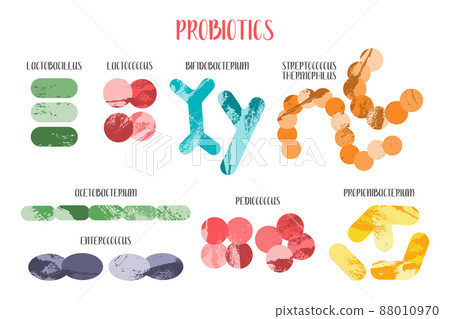 Probiotics. Lactic acid bacteria. Good bacteria and microorganisms for gut and intestinal flora health. Microbiome. Bifidobacterium, lactobacillus, lactococcus, thermophilus streptococcus, Probiotics. Lactic acid bacteria. Good bacteria and microorganisms for gut and intestinal flora health. Microbiome. Bifidobacterium, lactobacillus, lactococcus, thermophilus streptococcus, 88010970