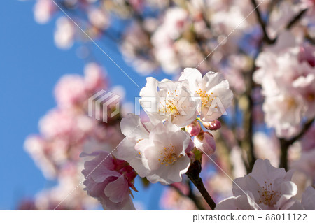 Yangmingshan Cherry Blossoms Yangmingshan Cherry Blossoms 88011122