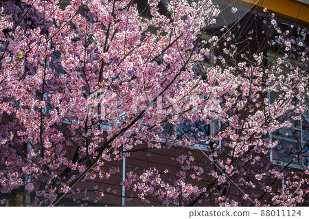 陽明山湖田國小盛開的櫻花 88011124