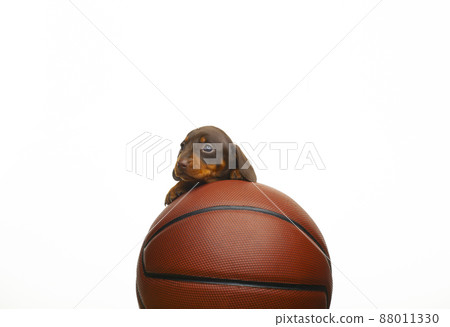 image of dog basketball white background  88011330