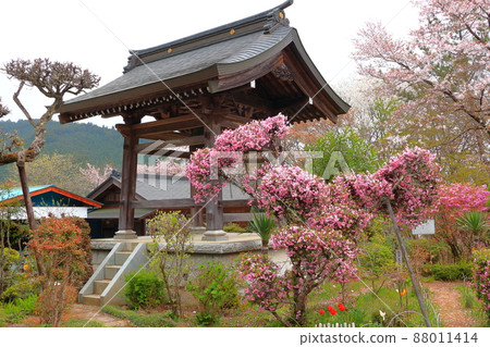 東京都秋留野市光言寺櫻花 東京都秋留野市光言寺櫻花 88011414