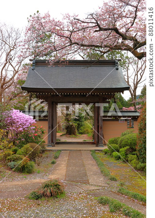 東京都秋留野市光言寺櫻花 東京都秋留野市光言寺櫻花 88011416