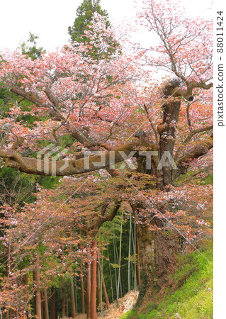 Sakura, Kogonji Temple, Akiruno City, Tokyo Sakura, Kogonji Temple, Akiruno City, Tokyo 88011424