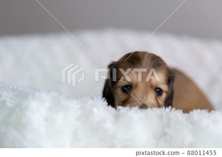 Puppy Kaninhen Dachshund Puppy Kaninhen Dachshund 88011455