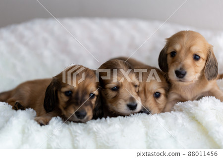 Puppy Kaninhen Dachshund Puppy Kaninhen Dachshund 88011456