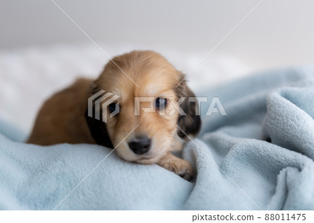 Puppy Kaninhen Dachshund Puppy Kaninhen Dachshund 88011475