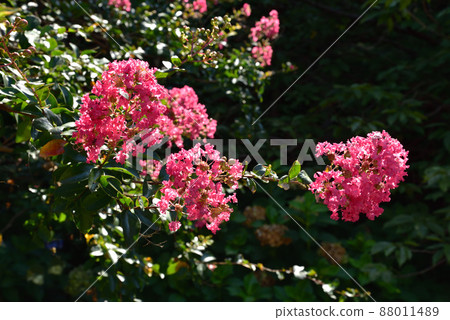 Crape myrtle at Taima-dera Okuin Crape myrtle at Taima-dera Okuin 88011489