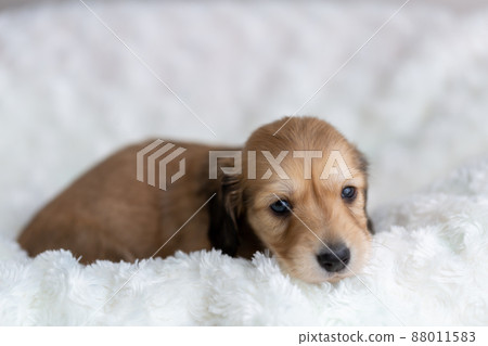 小狗 Kaninhen 臘腸 小狗 Kaninhen 臘腸 88011583