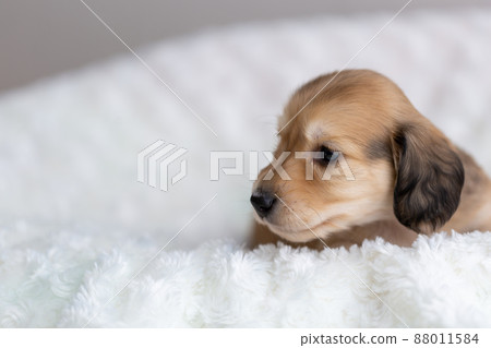 小狗 Kaninhen 臘腸 88011584