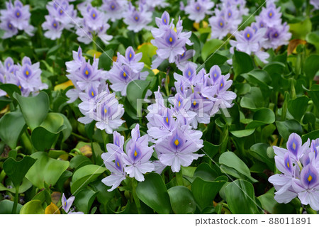 藥師寺遺址的水葫蘆花 88011891