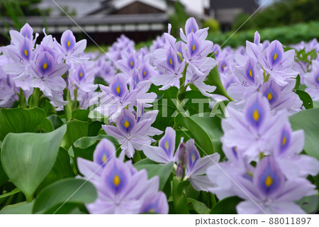 藥師寺遺址的水葫蘆花 88011897