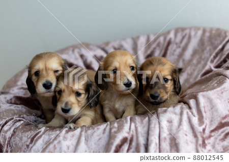 Puppy Kaninhen Dachshund 88012545