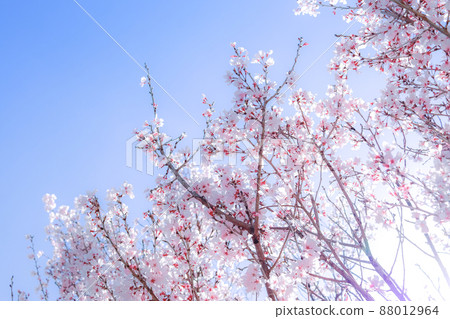 Blue sky and cherry blossoms 88012964