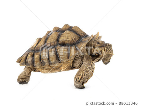 African spurred tortoise in studio African spurred tortoise in studio 88013346