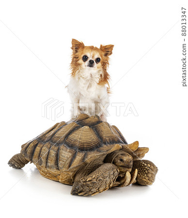 African spurred tortoise and chihuahua in studio 88013347