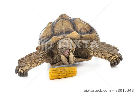 African spurred tortoise in studio African spurred tortoise in studio 88013348