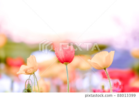 Sunset and poppy Sunset and poppy 88013399