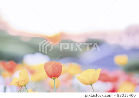 Sunset and poppy 88013400