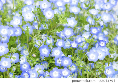 Nemophila 88013791