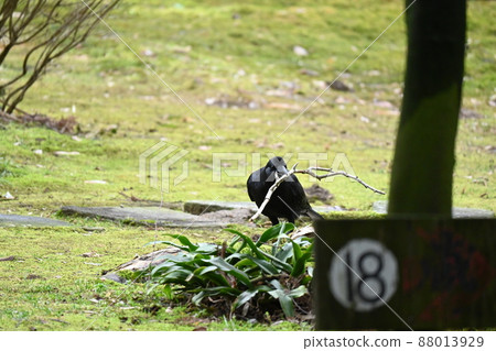 A crow holding a tree branch A crow holding a tree branch 88013929