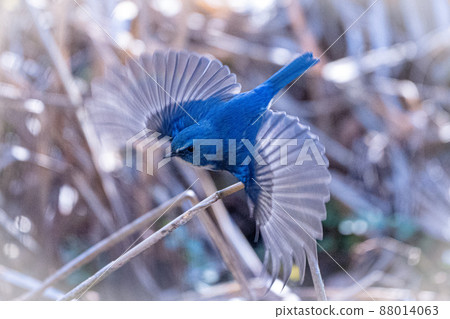 快樂藍鳥和流行紅翼藍尾魚的飛行場景 88014063