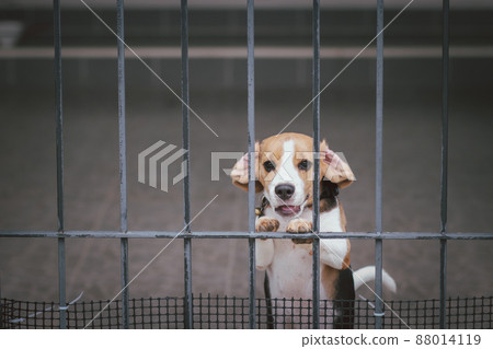 Beagle puppy. Beagle dogs sitting behind gate and waiting for owner at house leak. watchdog. Dog with longing waiting for his owner to get home. Beagle puppy. Beagle dogs sitting behind gate and waiting for owner at house leak. watchdog. Dog with longing waiting for his owner to get home. 88014119