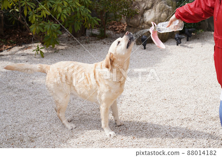 拉布拉多犬飲用水 拉布拉多犬飲用水 88014182