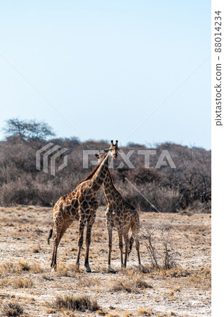 Closeup of two angolan giraffes Closeup of two angolan giraffes 88014234