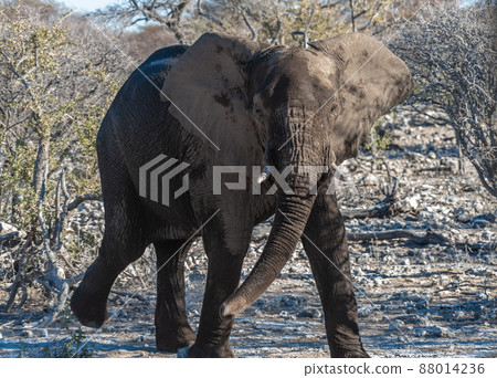 Closeup of an African Elephant Passing By 88014236