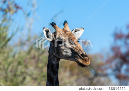 Closeup of an Angolan Giraffe hiding in the Bushes 88014251
