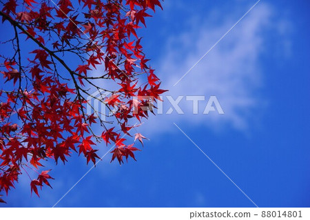 Maple Maple 88014801