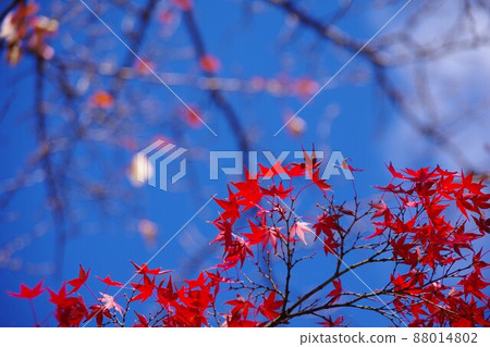 Maple Maple 88014802
