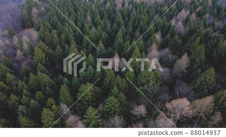 Evergreen pine forest texture for natural background. Evergreen pine forest texture for natural background. 88014937