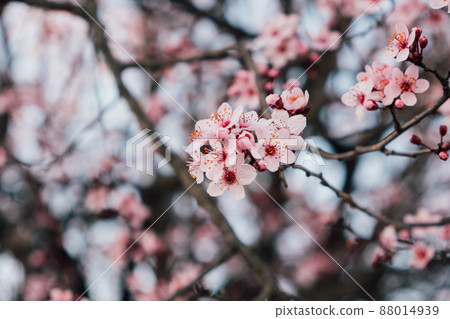 Beautiful pink spring blossoms, natural floral background. 88014939