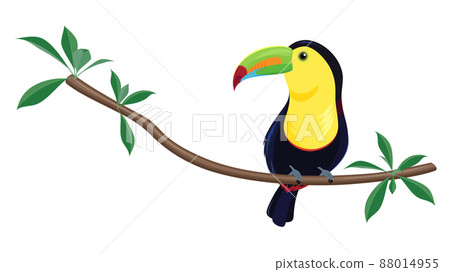 Illustration of Keel-billed Toucan 88014955
