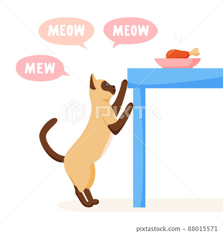 Cat begs for food from table and meows a lot. Pet asks for food. Cat steals from dinner table. Flat style vector  88015571