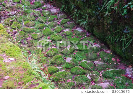 Moss covering the stone pavement 88015675