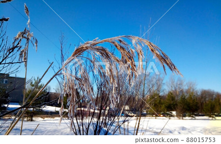 A branch of reeds covered with frost against the blue sky A branch of reeds covered with frost against the blue sky 88015753