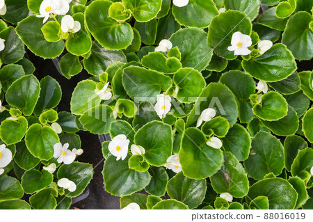 Begonia cucullata. Potted white flowers are in a greenhouse 88016019
