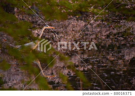 Gray heron taking a walk by the water where the cherry blossoms are reflected 88016371