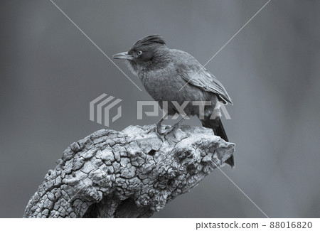 Brown cacholote , Patagonia , Argentina Brown cacholote , Patagonia , Argentina 88016820