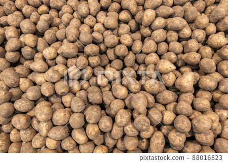 pile of dirty raw unpeeled potatoes - full frame background 88016823