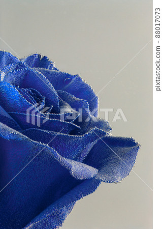 blue rose under air bubbles closeup on gray background 88017073