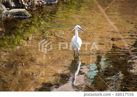 Little egret walking in the river Little egret walking in the river 88017556