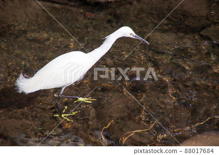 Little egret walking in the river Little egret walking in the river 88017684