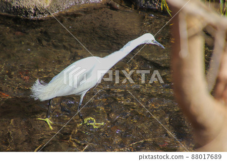 Little egret walking in the river 88017689